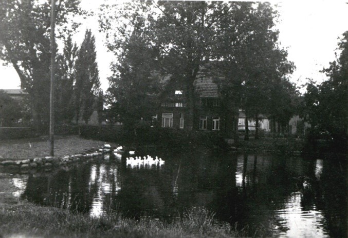 Bild Schweinemarkt Taterndiek
